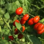 veja-alimento-comum-e-economico-que-pode-ser-cultivado-dentro-de-casa
