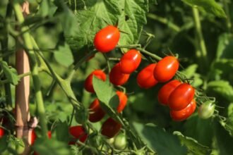veja-alimento-comum-e-economico-que-pode-ser-cultivado-dentro-de-casa