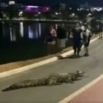 video:-jacare-sai-de-lagoa-para-passear-e-bloqueia-ciclovia