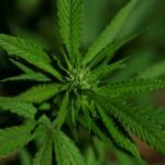 extrato-de-cannabis-aliviaria-dores-cronicas-na-lombar,-segundo-ensaio-clinico