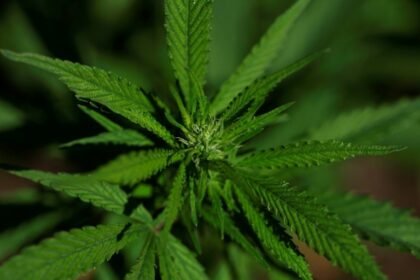 extrato-de-cannabis-aliviaria-dores-cronicas-na-lombar,-segundo-ensaio-clinico