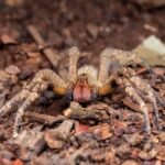 veneno-de-aranha-pode-controlar-tumor-cerebral,-segundo-pesquisa-brasileira