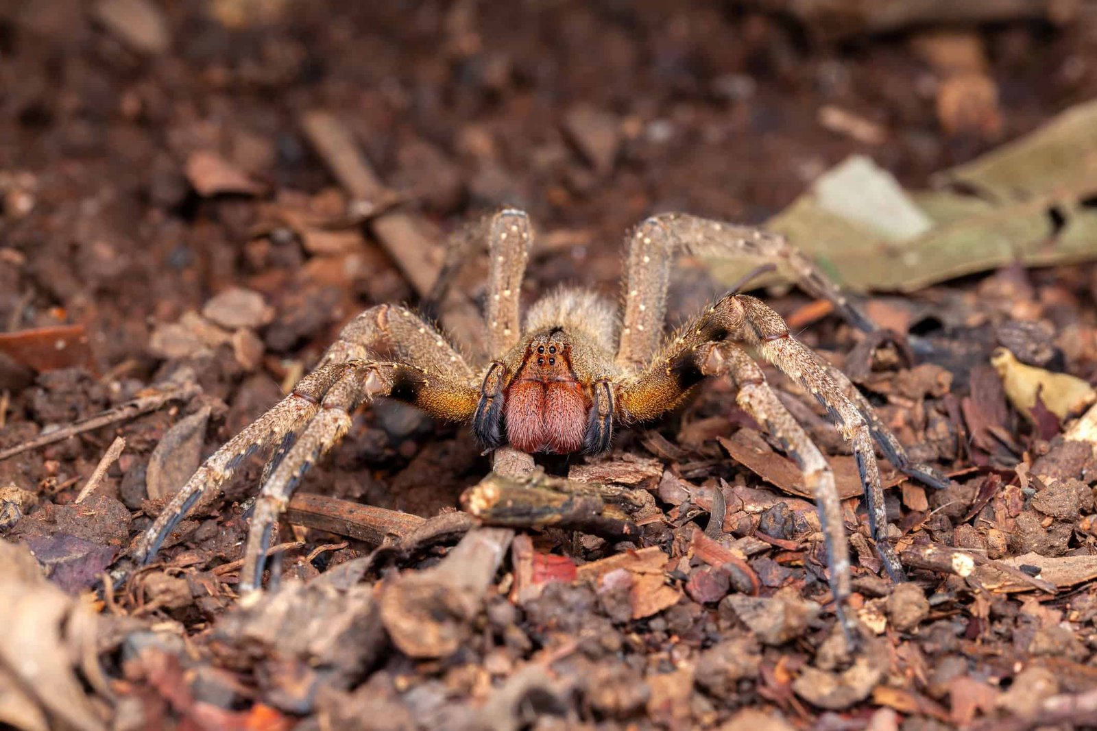veneno-de-aranha-pode-controlar-tumor-cerebral,-segundo-pesquisa-brasileira