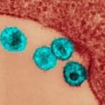 estudo-indica-em-quais-partes-do-corpo-o-hiv-se-esconde