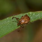 febre-maculosa:-parque-no-interior-de-sao-paulo-e-interditado