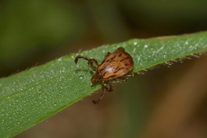 febre-maculosa:-parque-no-interior-de-sao-paulo-e-interditado