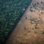 brasil-e-responsavel-por-70%-da-perda-de-florestas-do-planeta,-diz-onu
