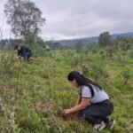 t-minas-da-inicio-ao-plantio-de-2.540-mudas-nativas-em-campina-grande-do-sul-e-quatro-barras