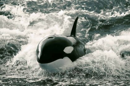 cabos-submarinos-podem-salvar-orcas-ameacadas-de-extincao