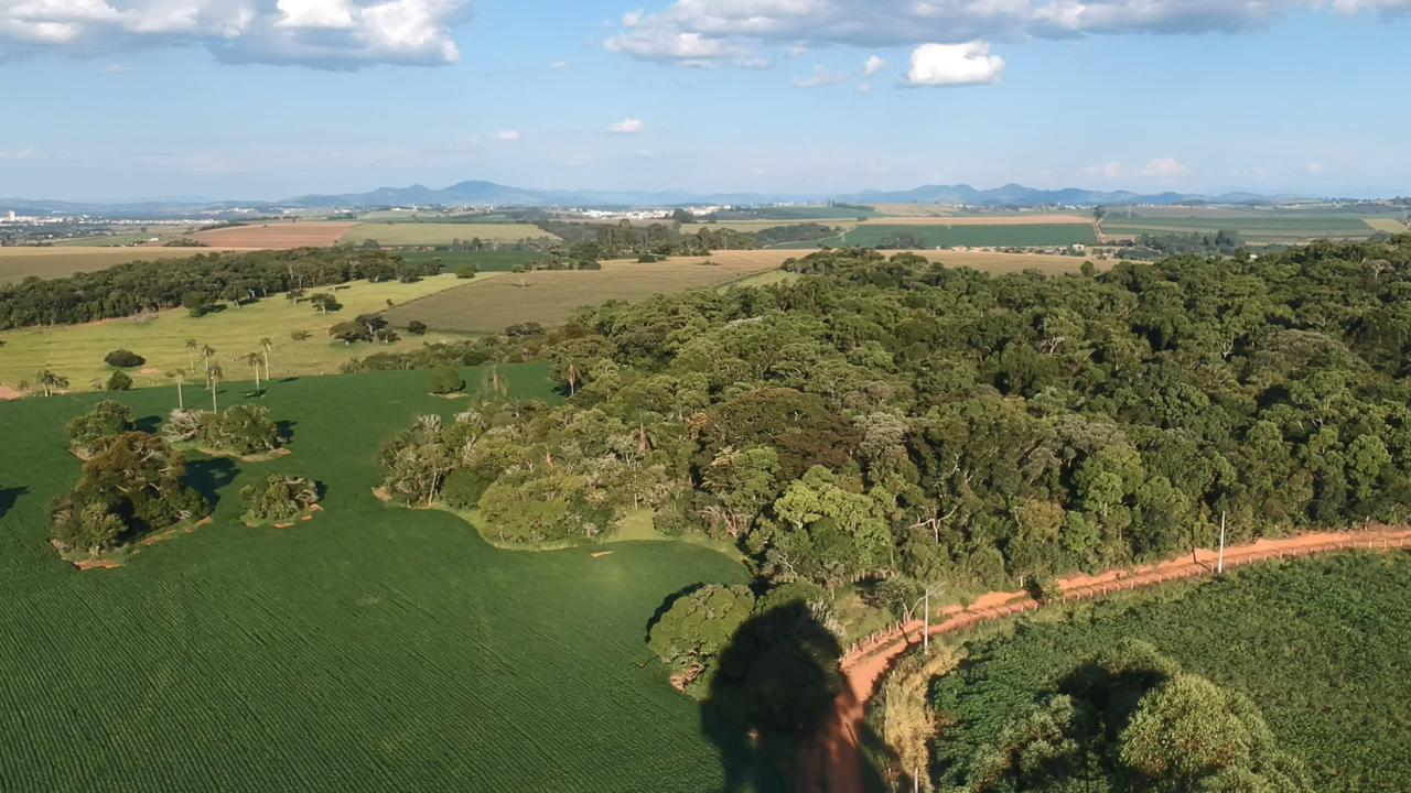 produtor-rural-planta-12-mil-arvores-nativas-em-minas-e-cria-modelo-de-renda-sustentavel-–-agro-em-campo