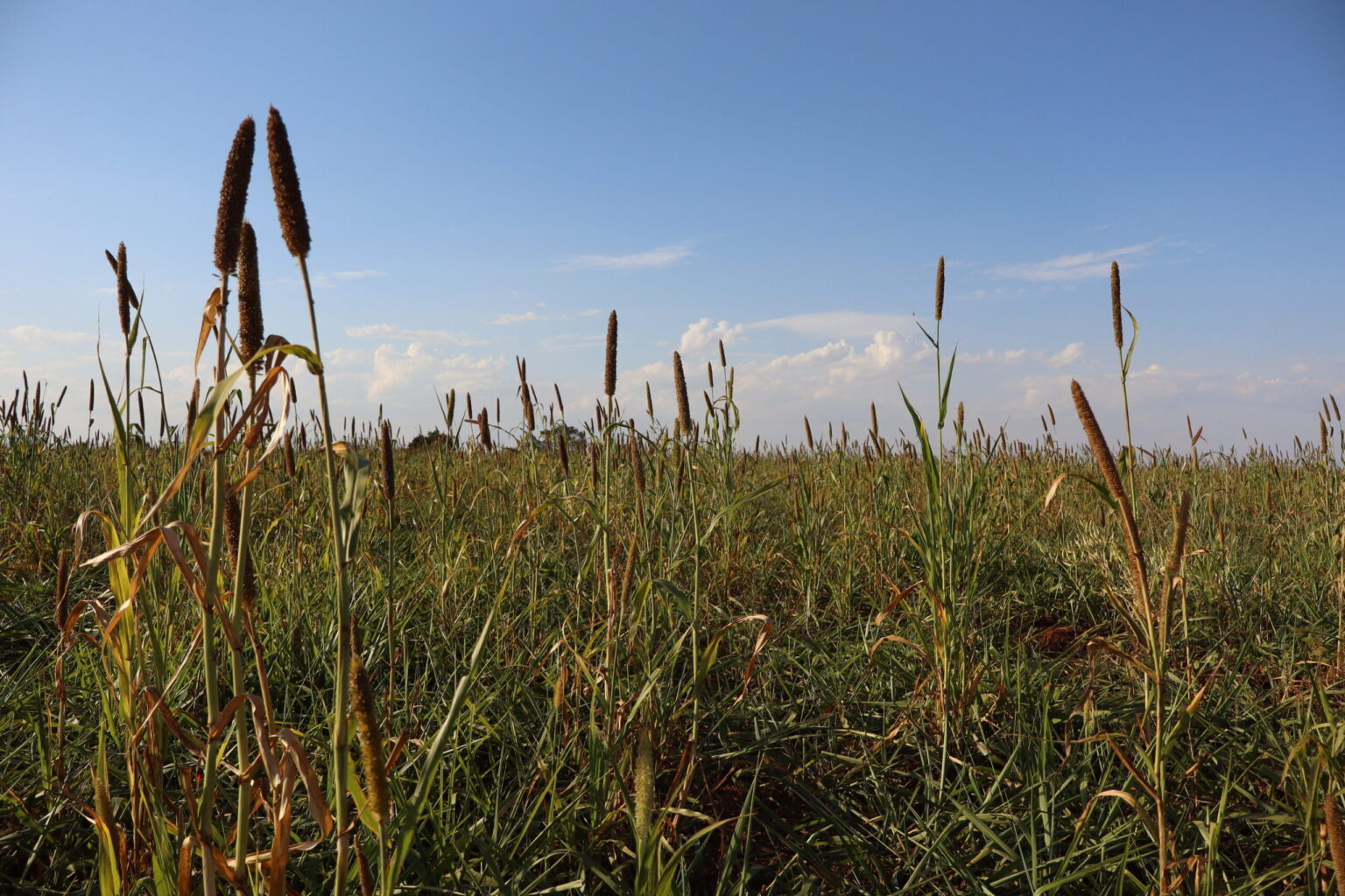 agricultura-regenerativa-fortalece-manejo-e-reduz-emissoes-de-co2-–-agro-em-campo