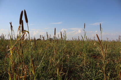 agricultura-regenerativa-fortalece-manejo-e-reduz-emissoes-de-co2-–-agro-em-campo