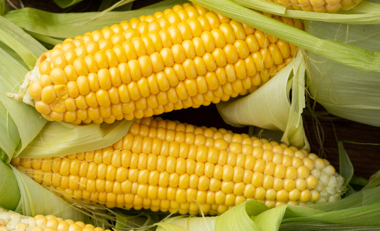 etanol-de-milho-pode-impulsionar-demanda-global-com-uso-em-navios-–-agro-em-campo