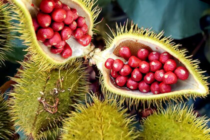 urucum:-como-o-brasil-lidera-a-producao-mundial-–-agro-em-campo