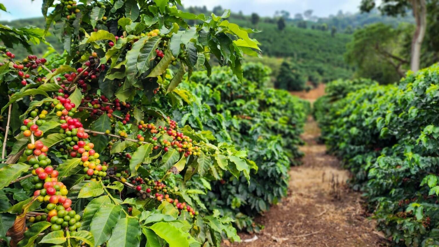 colheita-de-cafe-arabica-avanca-40%-no-cerrado-mineiro-–-agro-em-campo