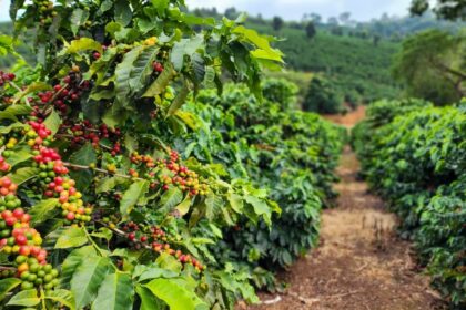 colheita-de-cafe-arabica-avanca-40%-no-cerrado-mineiro-–-agro-em-campo