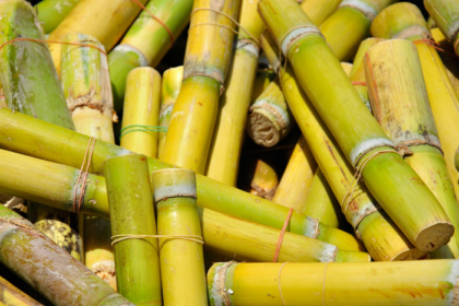 governo-libera-r$-270-milhoes-para-produtores-de-cana-do-nordeste-–-agro-em-campo
