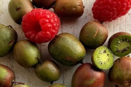 frutas-em-miniatura-conquistam-produtores-e-consumidores-–-agro-em-campo