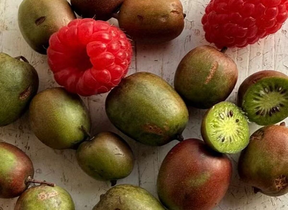 frutas-em-miniatura-conquistam-produtores-e-consumidores-–-agro-em-campo