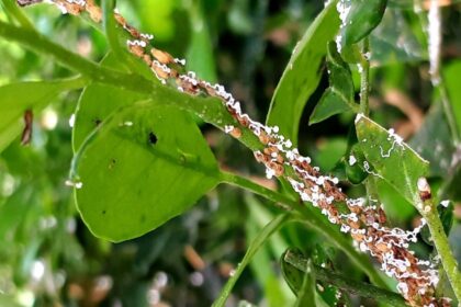 rs-elimina-mais-de-200-arvores-citricas-apos-foco-de-greening-–-agro-em-campo-rs-elimina-mais-de-200-arvores-citricas-apos-foco-de-greening