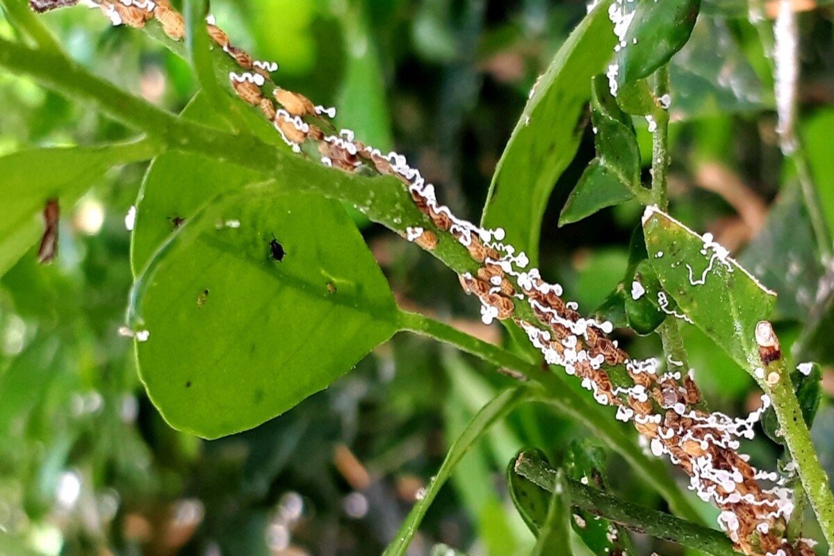 rs-elimina-mais-de-200-arvores-citricas-apos-foco-de-greening-–-agro-em-campo-rs-elimina-mais-de-200-arvores-citricas-apos-foco-de-greening