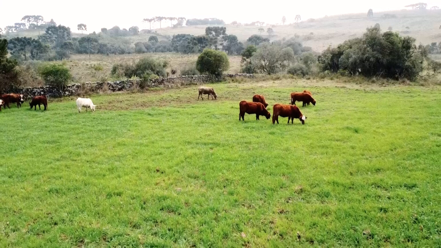 seca-acelera-confinamento-e-muda-a-pecuaria-brasileira-–-agro-em-campo