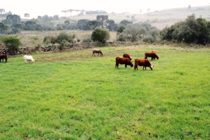 seca-acelera-confinamento-e-muda-a-pecuaria-brasileira-–-agro-em-campo