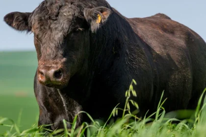 touros-angus-passam-por-estudo-para-producao-de-carne-mais-macia-–-agro-em-campo