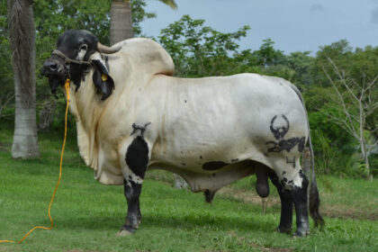 raca-sardo-negro:-conheca-o-gado-mexicano-de-origem-brasileira-–-agro-em-campo