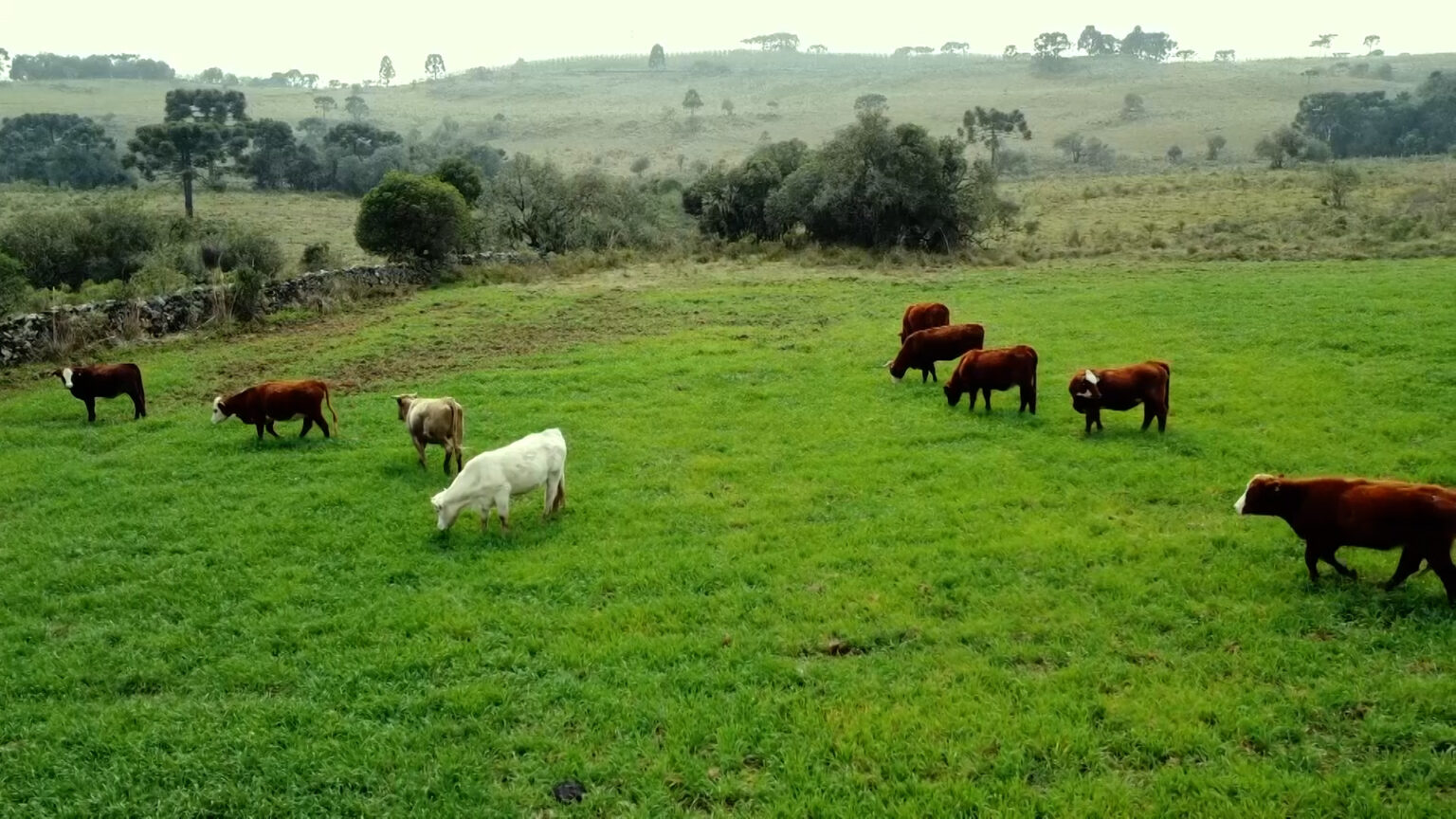 artigo:-o-papel-do-consultor-na-rastreabilidade-da-cadeia-de-carne-–-agro-em-campo