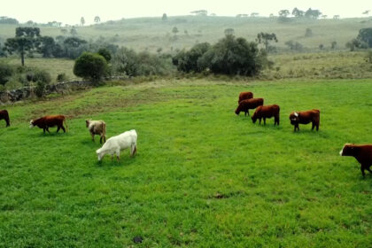 artigo:-o-papel-do-consultor-na-rastreabilidade-da-cadeia-de-carne-–-agro-em-campo