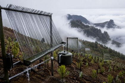 pesquisadores-instalaram-nas-ilhas-canarias-coletores-que-imitam-agulhas-de-pinheiro,-arrancam-agua-da-neblina-sem-eletricidade-e-irrigam-mudas-automaticamente;-apos-captar-121,9-mil-litros,-o-sistema-ajudou-a-plantar-15-mil-arvores-em-35,8-hectares-e-fez