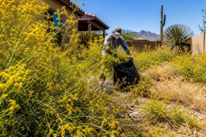 planta-invasora-com-cheiro-de-terebintina-toma-quintais-do-arizona,-sufoca-flores-nativas,-espalha-milhares-de-sementes-viaveis-por-ate-cinco-anos-e,-quando-seca,-aumenta-risco-de-incendios-e-pode-provocar-irritacoes-na-pele-e-problemas-respiratorios,-lev