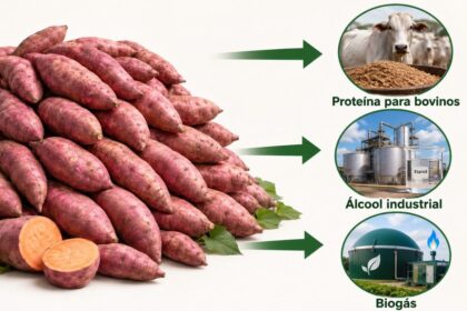 toneladas-de-batata-doce-rejeitadas-pelo-varejo-viram-proteina-para-bovinos,-alcool-industrial-e-biogas-no-interior-de-sao-paulo:-better-beef-reaproveita-40-mil-toneladas-de-residuos-e-planeja-substituir-diesel-por-biometano-em-projeto-futuro