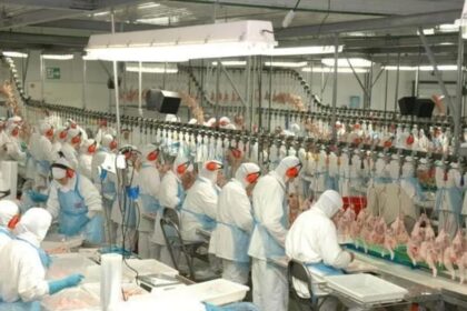 gigante-de-alimentos-de-santa-catarina-esta-usando-uma-nova-forma-de-mudar-a-producao-de-carnes:-a-aurora-coop-criou-um-sistema-pioneiro-no-brasil-que-acompanha-propriedades,-transporte-e-unidades-industriais,-transforma-indicadores-em-decisoes,-corrige-f