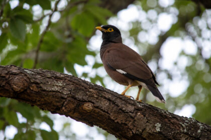 levado-a-australia-para-acabar-com-insetos-nas-plantacoes,-passaro-se-espalha-por-cidades,-invade-ninhos-e-vira-ameaca-para-aves-nativas-apos-160-anos
