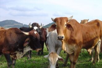 boi-gordo-abre-a-semana-estavel-–-agro-em-campo