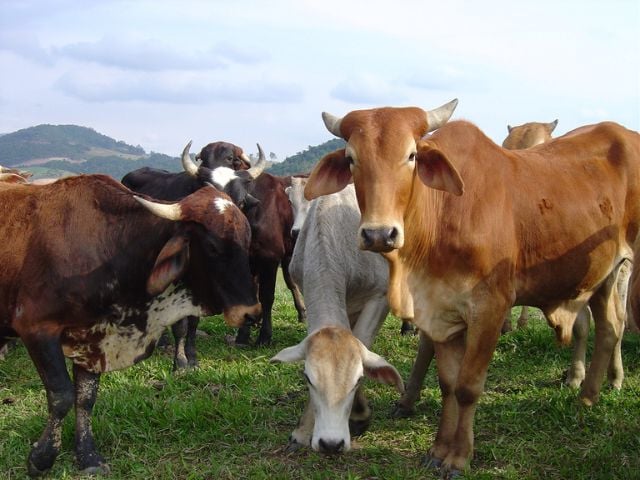 boi-gordo-abre-a-semana-estavel-–-agro-em-campo