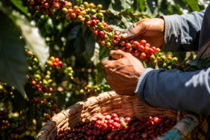 colheita-de-cafe-ja-alcanca-60%-no-cerrado-mineiro,-mas-um-detalhe-observado-na-maturacao-dos-frutos-pode-reduzir-a-quantidade-de-cafes-especiais-disponiveis-nesta-safra-2026/27-e-mudar-o-resultado-esperado-pelos-produtores