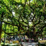 centenaria-arvore-de-florianopolis-citada-no-hino-do-municipio-nao-e-originaria-do-brasil,-diz-pesquisa-|-g1