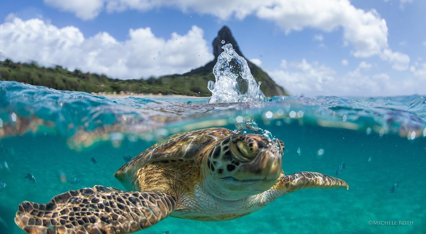 fernando-de-noronha-vai-receber-evento-internacional-sobre-protecao-dos-oceanos;-veja-atracoes-confirmadas-|-g1