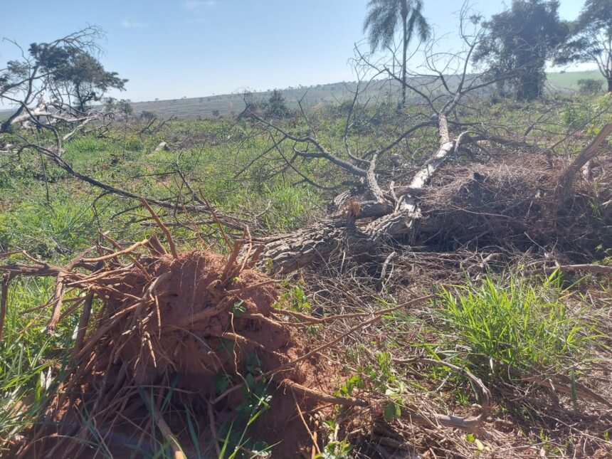 fazendeiro-leva-multa-de-quase-r$-190-mil-por-desmatamento-de-11-hectares-de-vegetacao-nativa,-em-sandovalina-|-g1