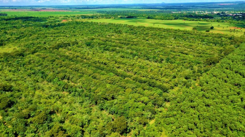 programa-de-reflorestamento-planta-meio-milhao-de-mudas-nativas-anualmente-em-areas-impactadas-pela-usina-hidreletrica-de-porto-primavera-|-g1