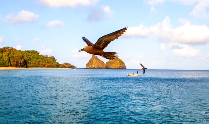 semana-do-meio-ambiente-em-fernando-de-noronha-tem-atracoes-gratuitas;-confira-programacao-|-g1