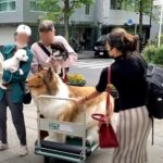 japones-que-gastou-r$-75-mil-em-fantasia-de-cachorro-faz-seu-primeiro-passeio-na-rua;-veja-|-g1