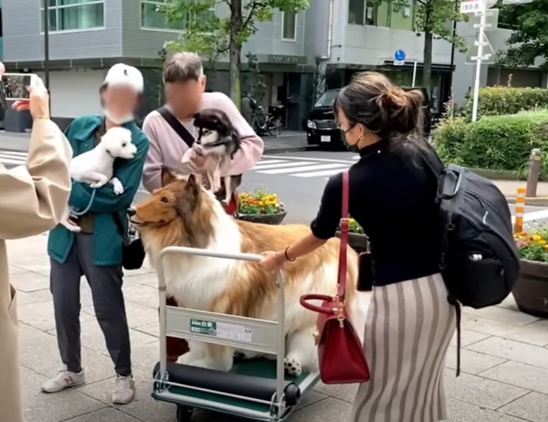 japones-que-gastou-r$-75-mil-em-fantasia-de-cachorro-faz-seu-primeiro-passeio-na-rua;-veja-|-g1