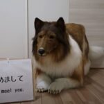 japones-se-transforma-em-collie-com-fantasia-ultrarrealista-de-r$-75-mil-|-g1