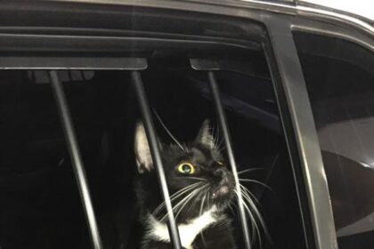 gato-e