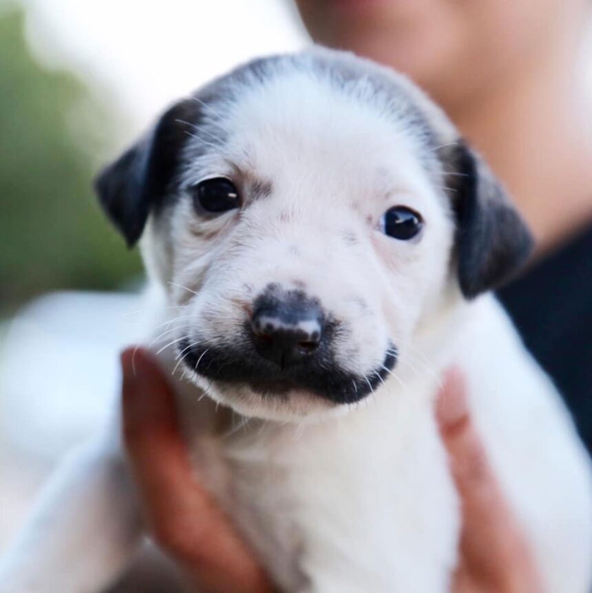 cachorrinha