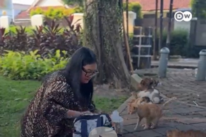 indonesia-cogita-‘ilha-dos-gatos’-como-solucao-para-gatos-de-rua